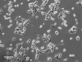 TERA-C3H cell