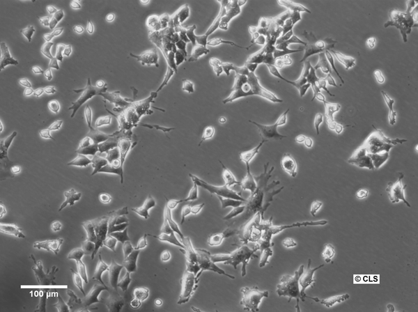 TERA-C3H cell