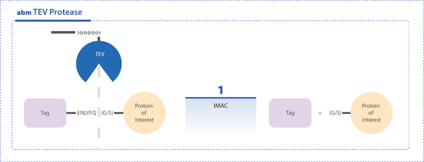 TEV Protease