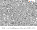Immortalized Baby Mouse Kidney Epithelial Cells (iBMK) – Figure 1 of 1