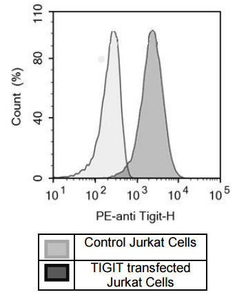 FluoSite™ Anti-TIGIT Antibody, PE-Labeled – Figure 1 of 3