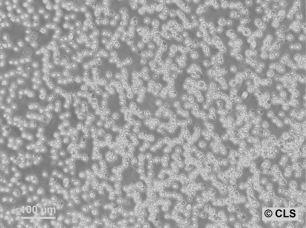 TK6 cell