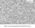 Human GLA Stable Knockout HEK293 Cell Line – Figure 1 of 1