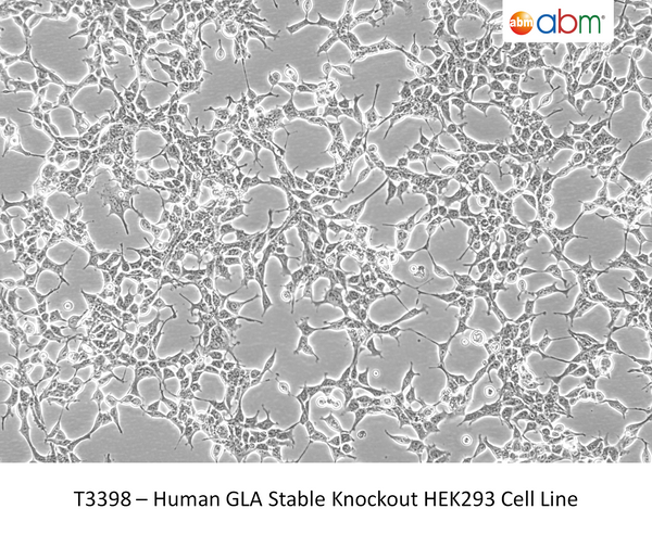 Human GLA Stable Knockout HEK293 Cell Line – Figure 1 of 1
