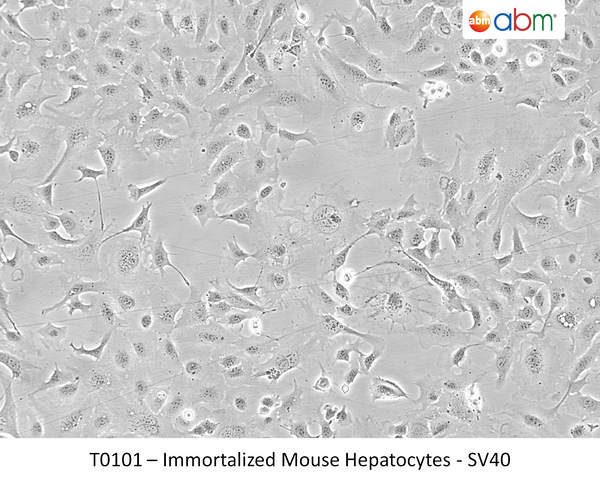 Immortalized Mouse Hepatocytes - SV40 | Applied Biological Materials (abm)
