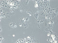TRI-C3H cell