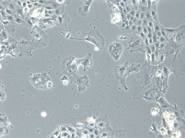 TRI-C3H cell