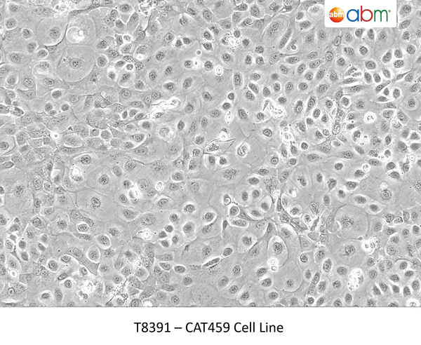 CAT459 Cell Line | Applied Biological Materials (abm)