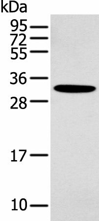 NANOS1 Polyclonal Antibody – Figure 1 of 2