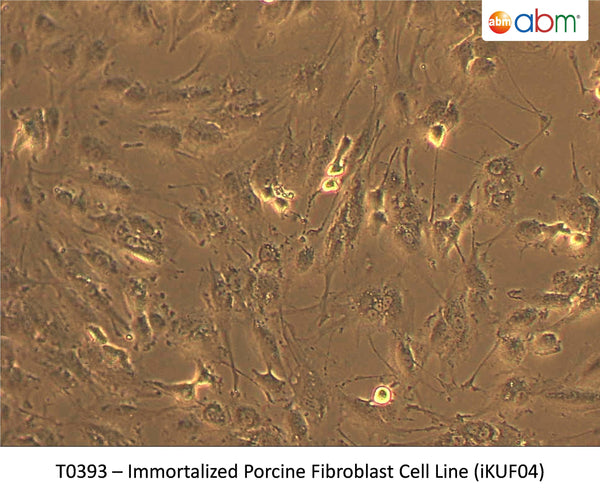 Immortalized Porcine Fibroblast Cell Line (iKUF04) | Applied Biological Materials (abm)