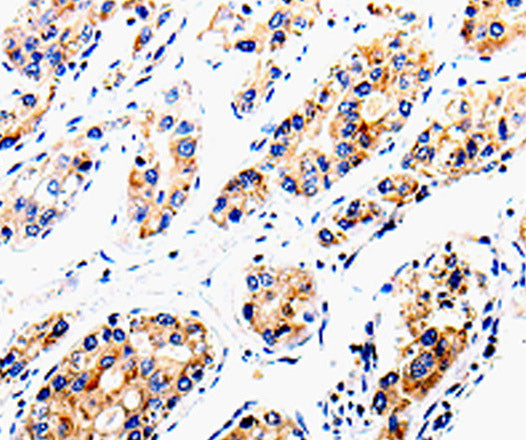 COX16 Polyclonal Antibody – Figure 1 of 3
