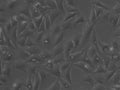 U2OS-CRISPR-NUP96-Halo cell