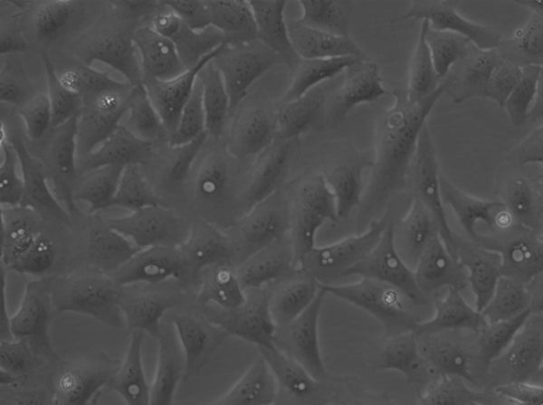 U2OS-CRISPR-NUP96-Halo cell