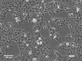 U2OS-CRISPR-NUP96-mMaple cell