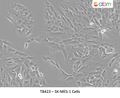 SK-MES-1 Cells | Applied Biological Materials (abm)