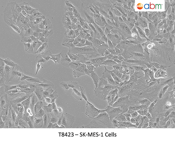 SK-MES-1 Cells | Applied Biological Materials (abm)