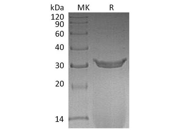 Recombinant Rat IgG2A Fc/Igg-2a Protein – Figure 1 of 2