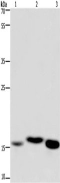 Cytochrome b5 Polyclonal Antibody – Figure 1 of 4