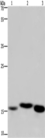 Cytochrome b5 Polyclonal Antibody – Figure 1 of 4