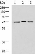 DHX58 Polyclonal Antibody – Figure 1 of 2
