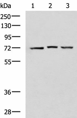 DHX58 Polyclonal Antibody – Figure 1 of 2