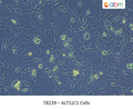 ALTS1C1 Cells | Applied Biological Materials (abm)