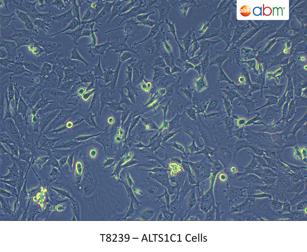 ALTS1C1 Cells | Applied Biological Materials (abm)