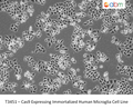 Cas9 Expressing Immortalized Human Microglia Cell Line | Applied Biological Materials (abm)