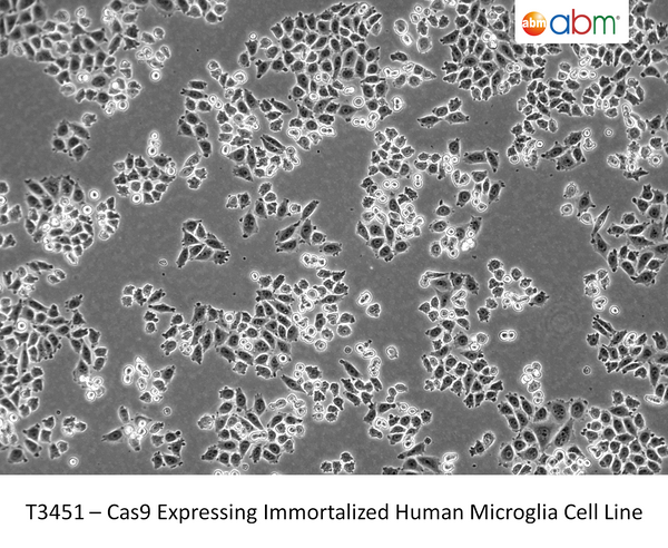 Cas9 Expressing Immortalized Human Microglia Cell Line | Applied Biological Materials (abm)