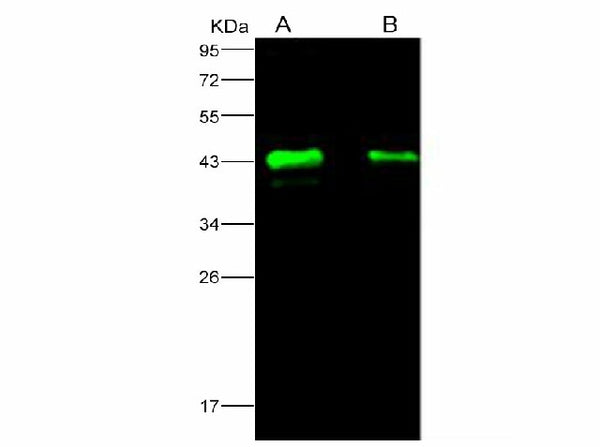 Anti-Ebola virus EBOV(subtype Zaire, strain H.sapiens-wt/GIN/2014/Kissidougou-C15) Matrix protein VP40 Monoclonal Antibody – 