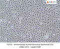 Immortalized Human Bronchial Epithelial Cells (HBEC3-KT) - Cdk4/hTERT – Figure 1 of 1