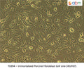 Immortalized Porcine Fibroblast Cell Line (iKUF07) | Applied Biological Materials (abm)