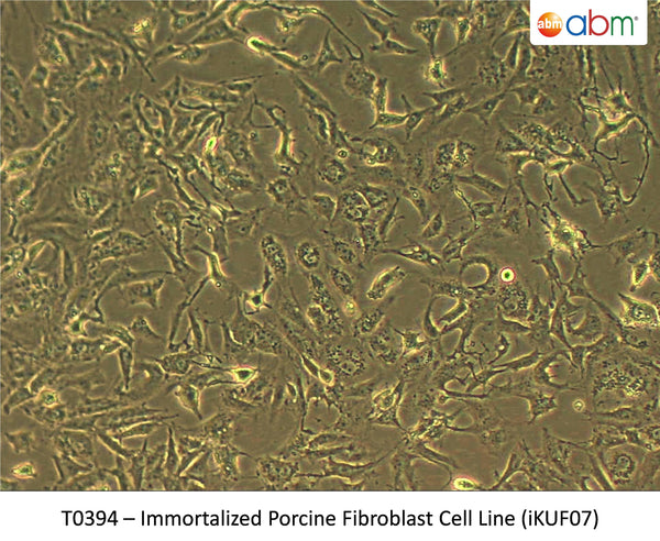Immortalized Porcine Fibroblast Cell Line (iKUF07) | Applied Biological Materials (abm)