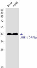 Recombinant LINE 1 ORF1p Monoclonal Antibody – Figure 1 of 2