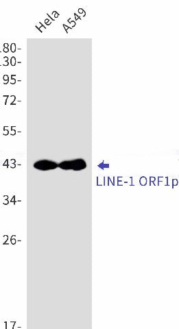 Recombinant LINE 1 ORF1p Monoclonal Antibody – Figure 1 of 2