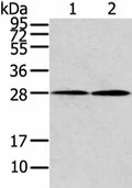 KCNMB1 Polyclonal Antibody – Figure 1 of 2