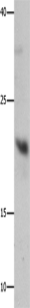 GFER Polyclonal Antibody – Figure 1 of 3