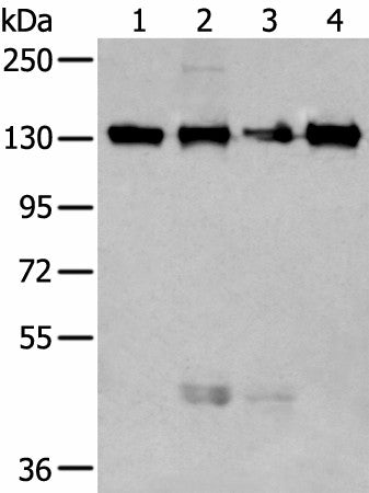 MORC2 Polyclonal Antibody – Figure 1 of 2