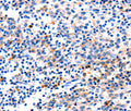 GADD45 gamma Polyclonal Antibody – Figure 1 of 2