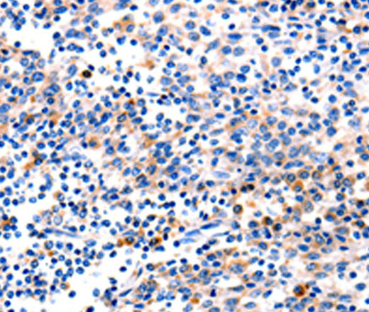 GADD45 gamma Polyclonal Antibody – Figure 1 of 2