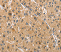 ARMCX1 Polyclonal Antibody – Figure 1 of 3