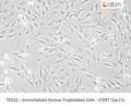 Immortalized Human Trophoblast Cells - hTERT (Sw.71) – Figure 1 of 1