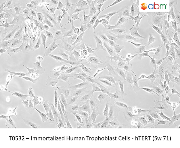 Immortalized Human Trophoblast Cells - hTERT (Sw.71) – Figure 1 of 1