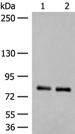 NGEF Polyclonal Antibody – Figure 1 of 4
