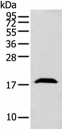 GMFB Polyclonal Antibody – Figure 1 of 3