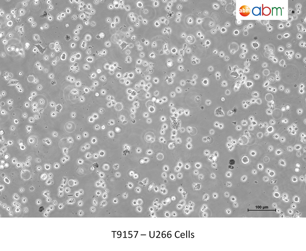 U266 Cells – Figure 1 of 1