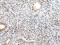 UBN1 Polyclonal Antibody – Figure 1 of 3