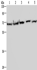 HSPA9 Polyclonal Antibody – Figure 1 of 4