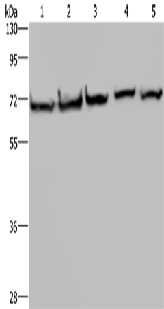 HSPA9 Polyclonal Antibody – Figure 1 of 4