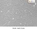 BxPC-3 Cells | Applied Biological Materials (abm)